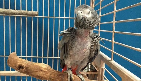DodoBird Cage