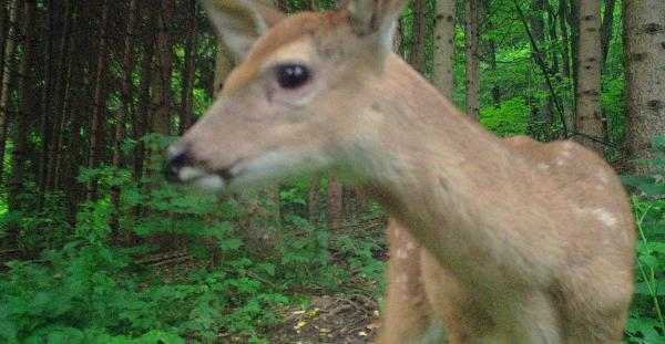 Doe A Deer A Female Deer