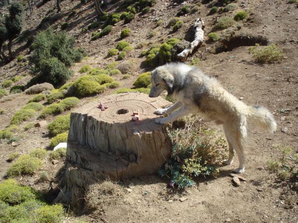 Dog