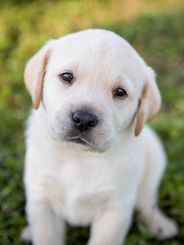puppy dog