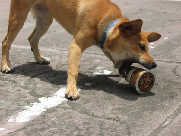 Dog Attacking Coffee Cup