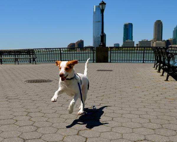Dog chasing pigeons