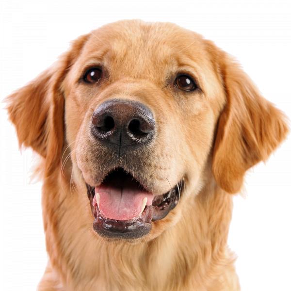 Dog face