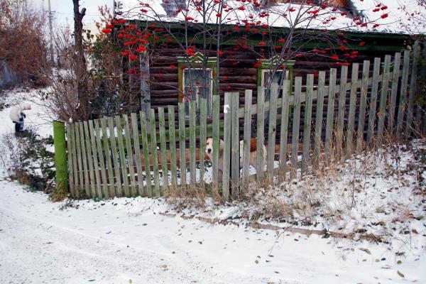 Dog, fence and old house