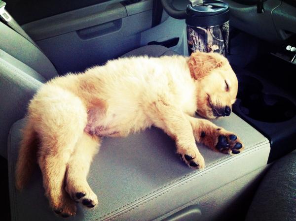 Dog Gone Sleepy
