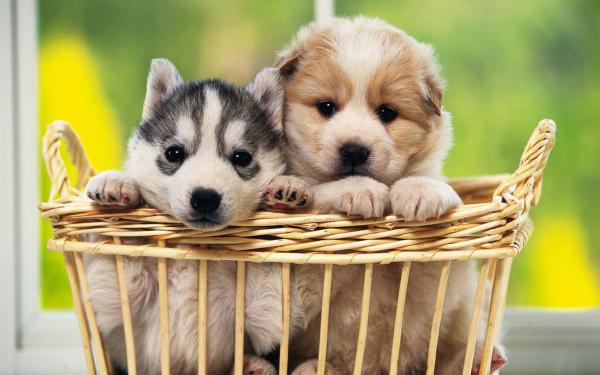 Dog in Basket