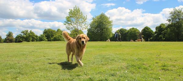 Dog in Park