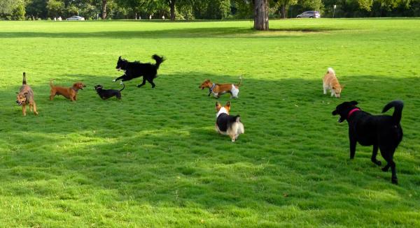 Dog in Park