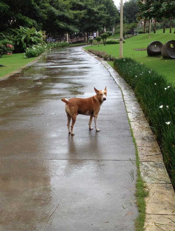 Dog in street