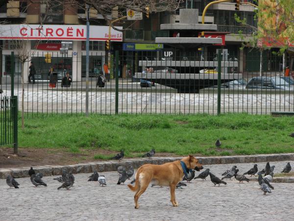 Dog in the park