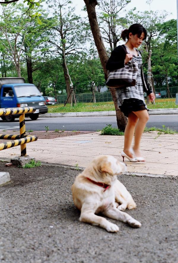 Dog Looking At Woman