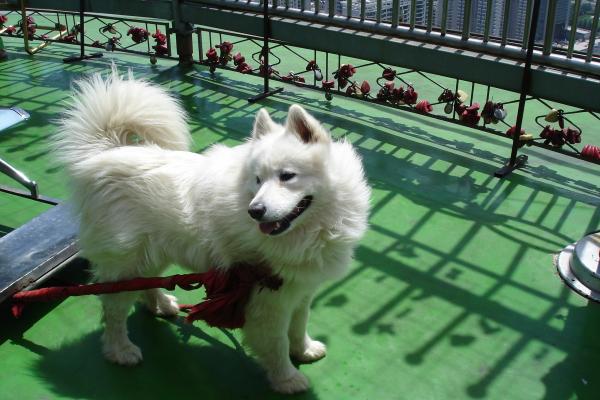 Dog of the sort kidskin