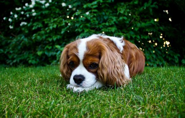 Dog on Grass