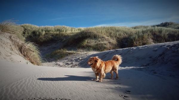 Dog on the Beach