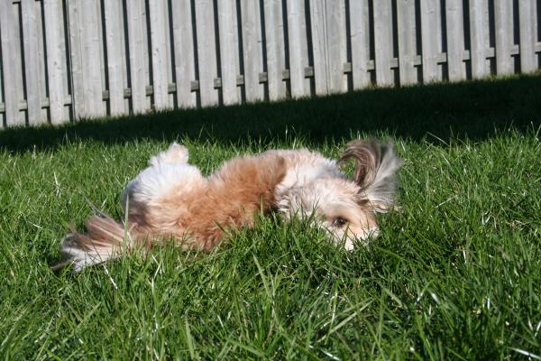 Dog playing in grass