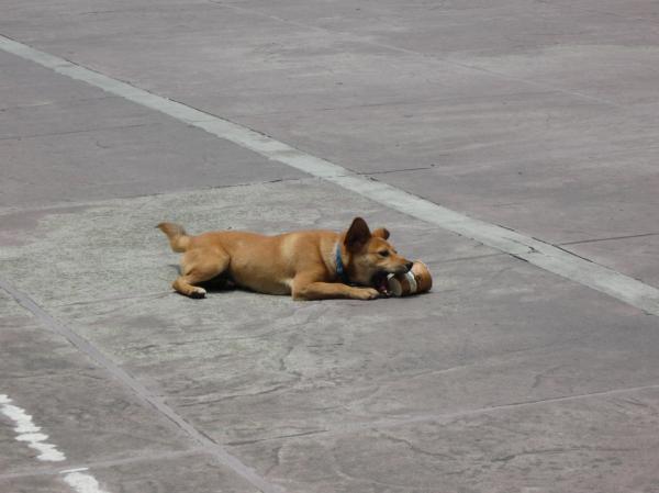 Dog Playing With Cup
