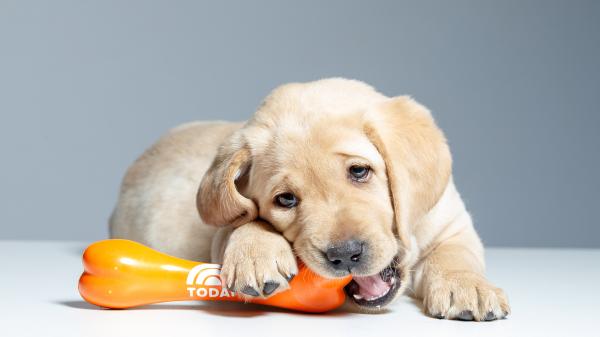 Dog - Puppy