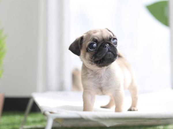 puppy dog