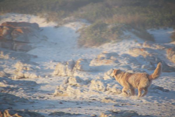 Dog running in the sand 