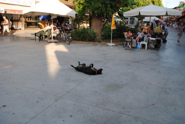 Dog taking a nap in the middle of the Grand Bazaar