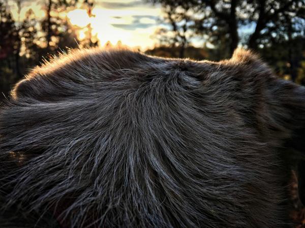 Dog Watched Sunset