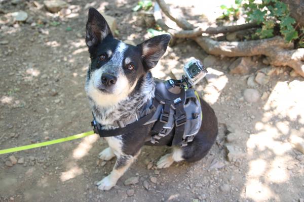 Dog With A Camera