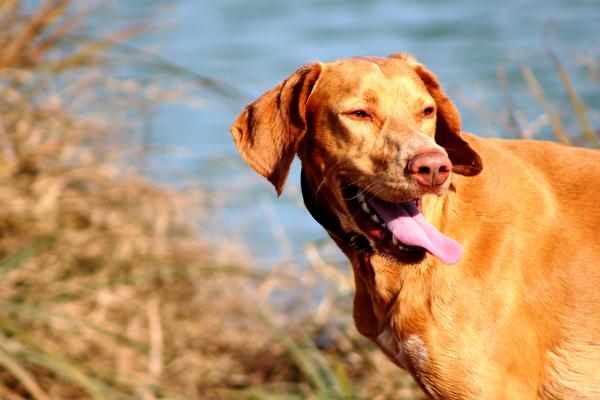 Dog with open mouth