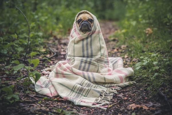 Dog wrapped in blanket