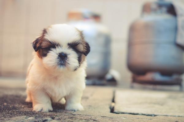 Doggy