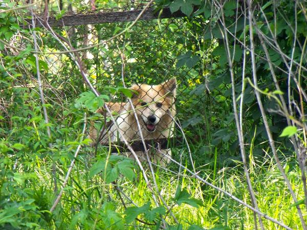 Doggy behind wire fence