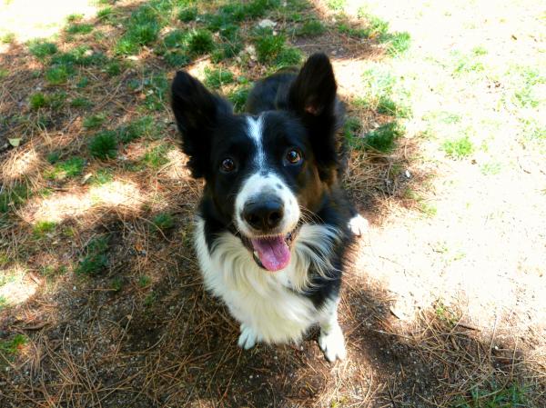 Dogpark friend: Synkro