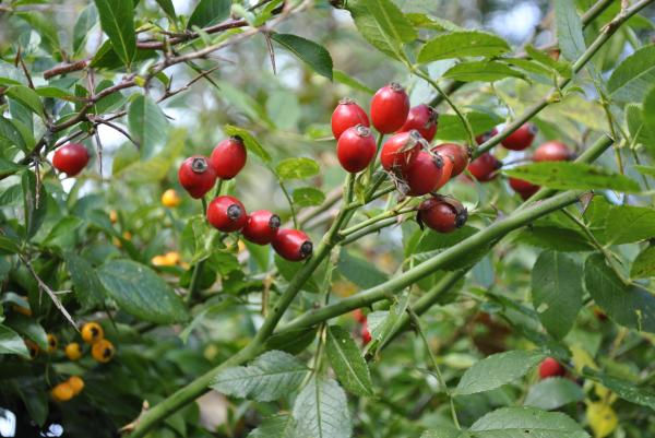 Wild Rose Fruits