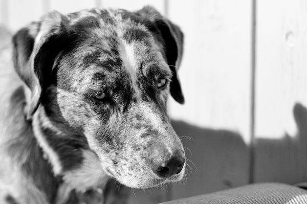 Dogs Have That 1000 Yard Stare Too
