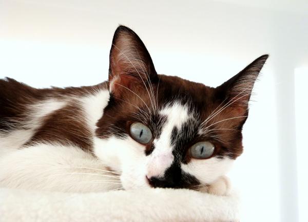 Doing what cats do best