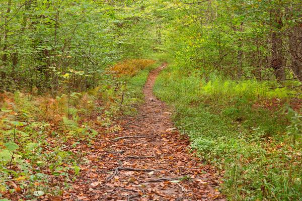 Dolly Sods Wildlife Forest Trail