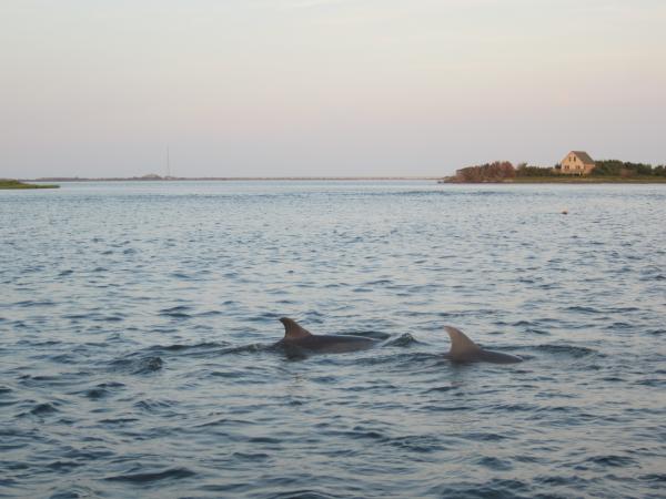 Dolphins