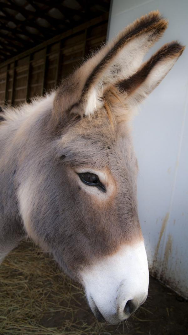Donkey Portrait