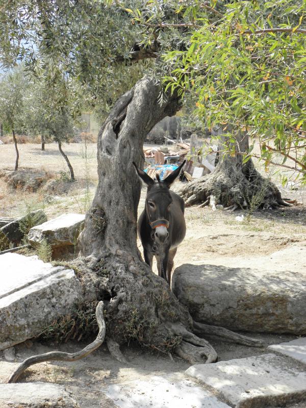 Donkey resting in shade
