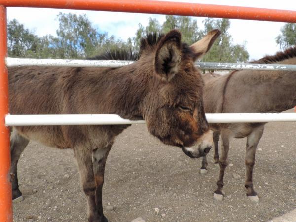 Donkey's Torn