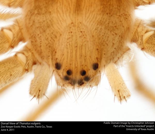 Dorsal View of Thanatus vulgaris