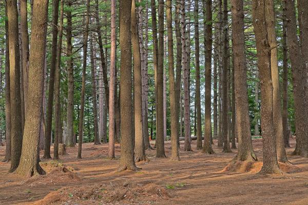 Dorwin Forest - HDR