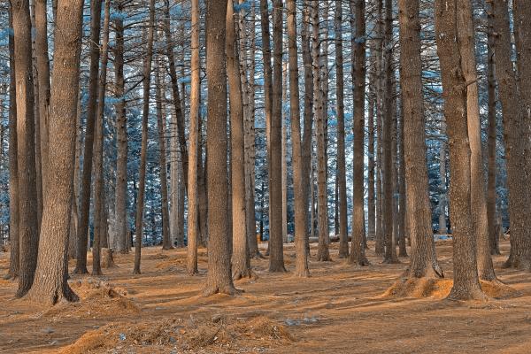 Dorwin Forest - Winter Blue HDR
