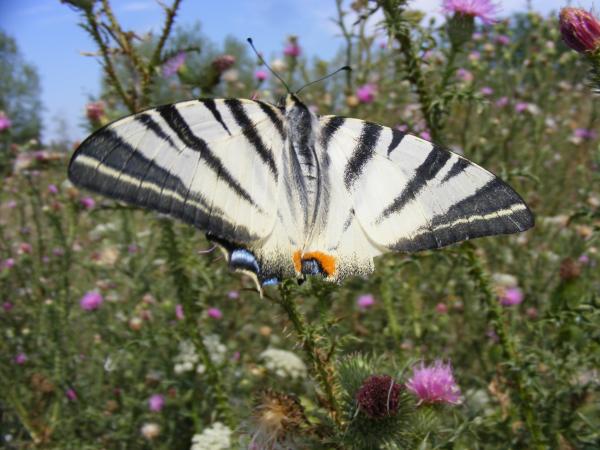 Dovetail Butterfly