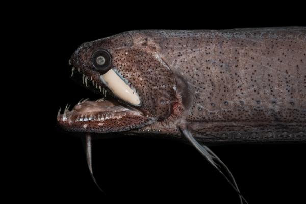 Dragon Fish
