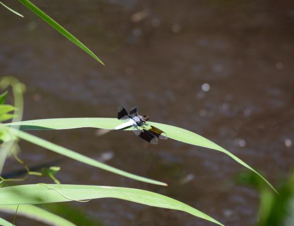 Dragon Fly