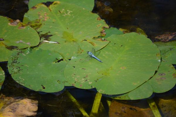 Dragon Fly