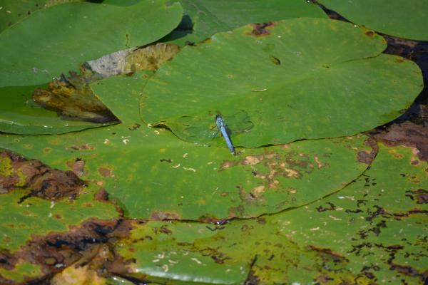 Dragon Fly