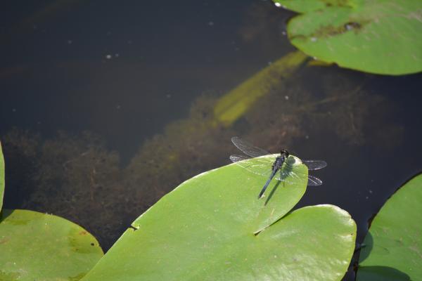 Dragon Fly