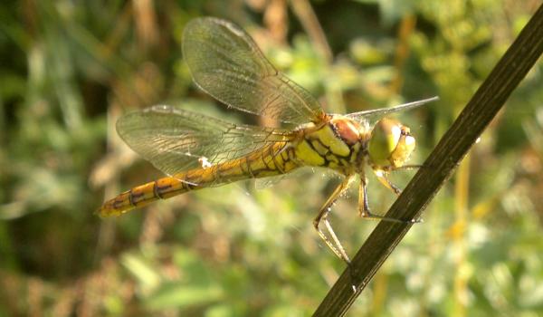 Dragon fly
