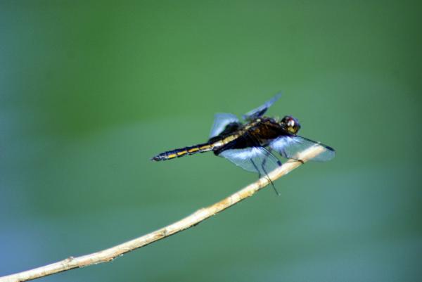 Dragon Fly